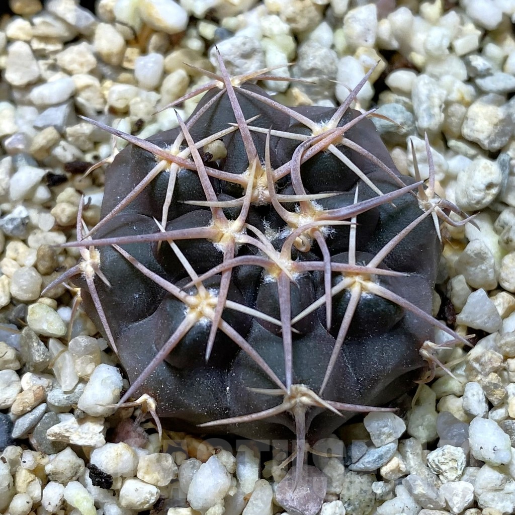 SHPR41826 Gymnocalycium simile VG 061
