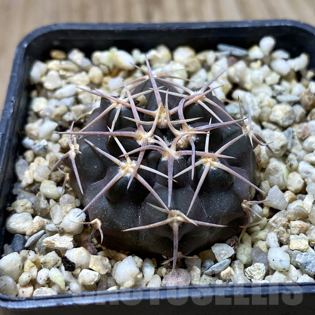 SHPR41826 Gymnocalycium simile VG 061 – Bild 2