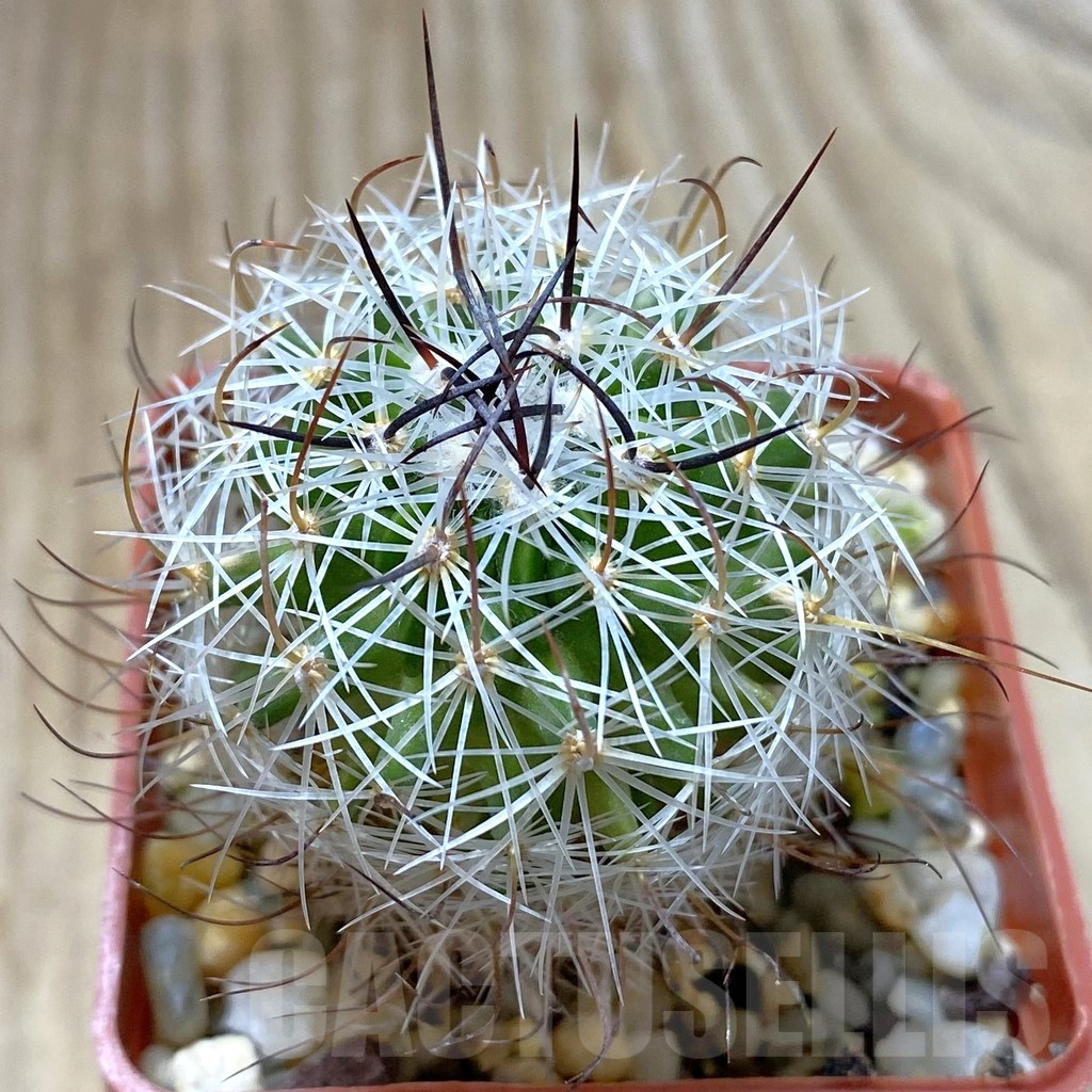 SHPR41791 Stenocactus zacatecasensis SB 18