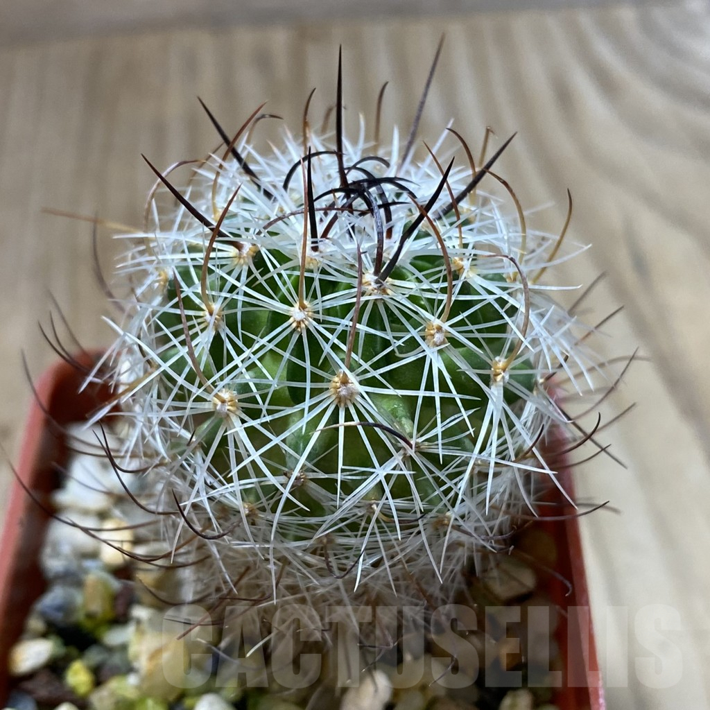 SHPR41791 Stenocactus zacatecasensis SB 18 - Image 2