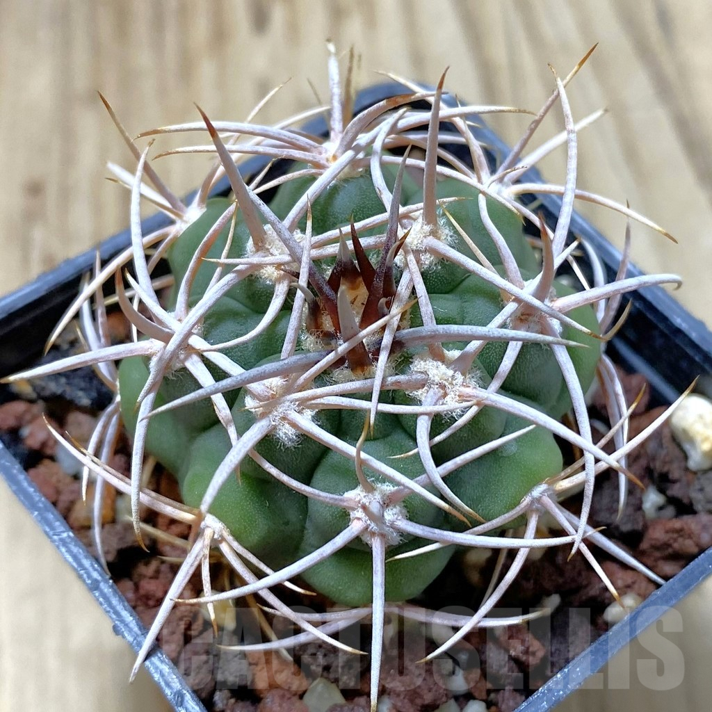SHPR41842 Gymnocalycium ferox