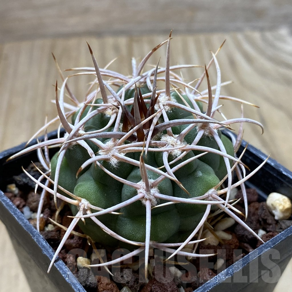 SHPR41842 Gymnocalycium ferox - Image 2
