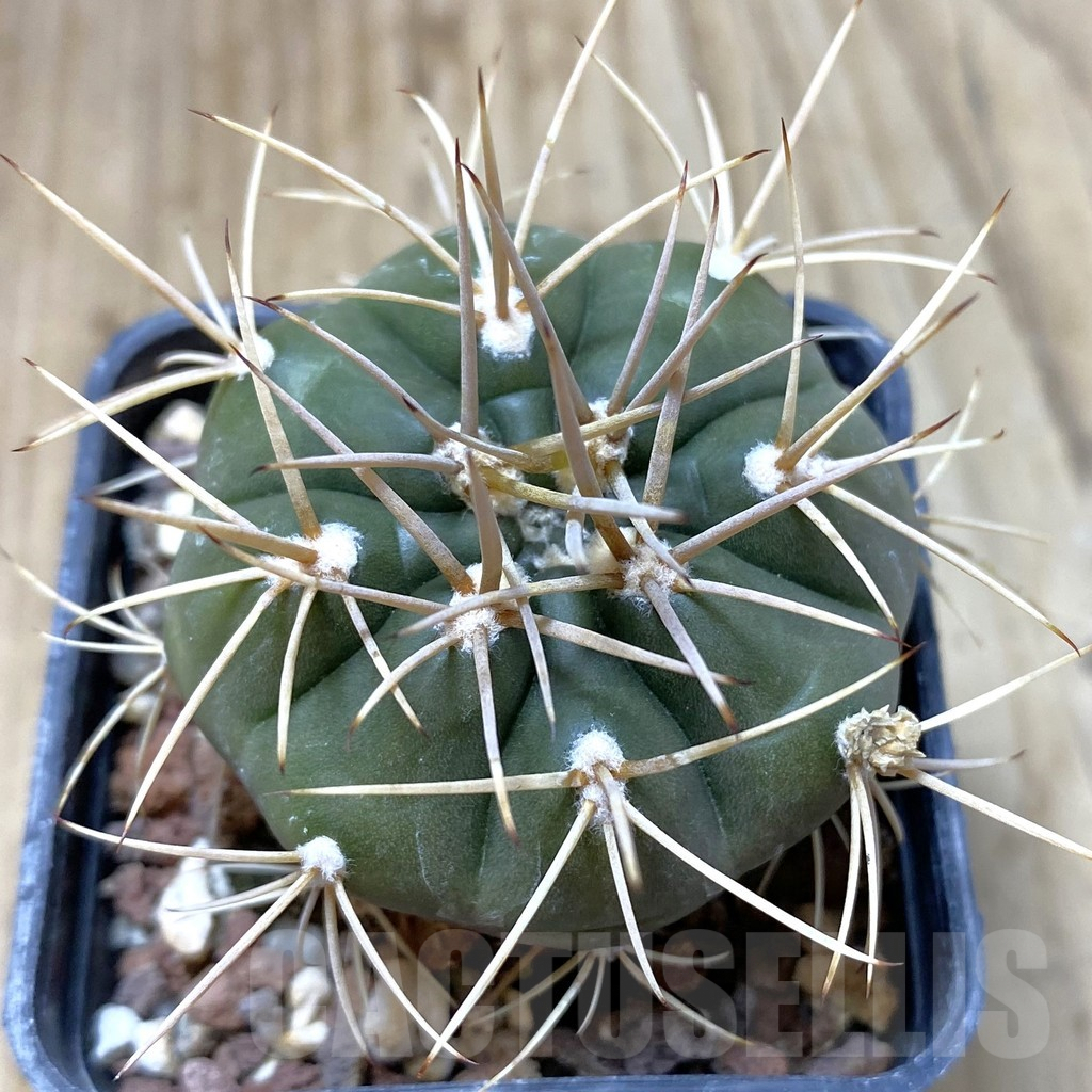SHPR41843 Gymnocalycium eurypleurum