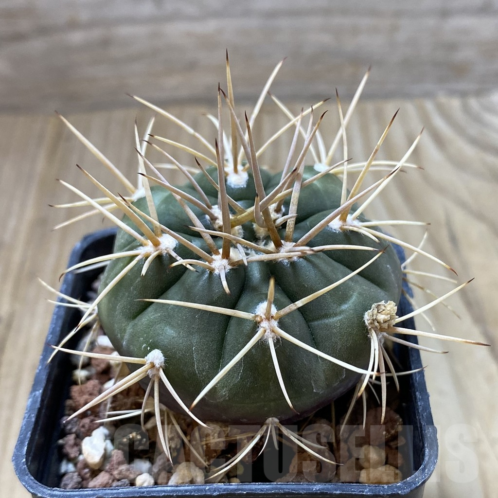 SHPR41843 Gymnocalycium eurypleurum - Image 2