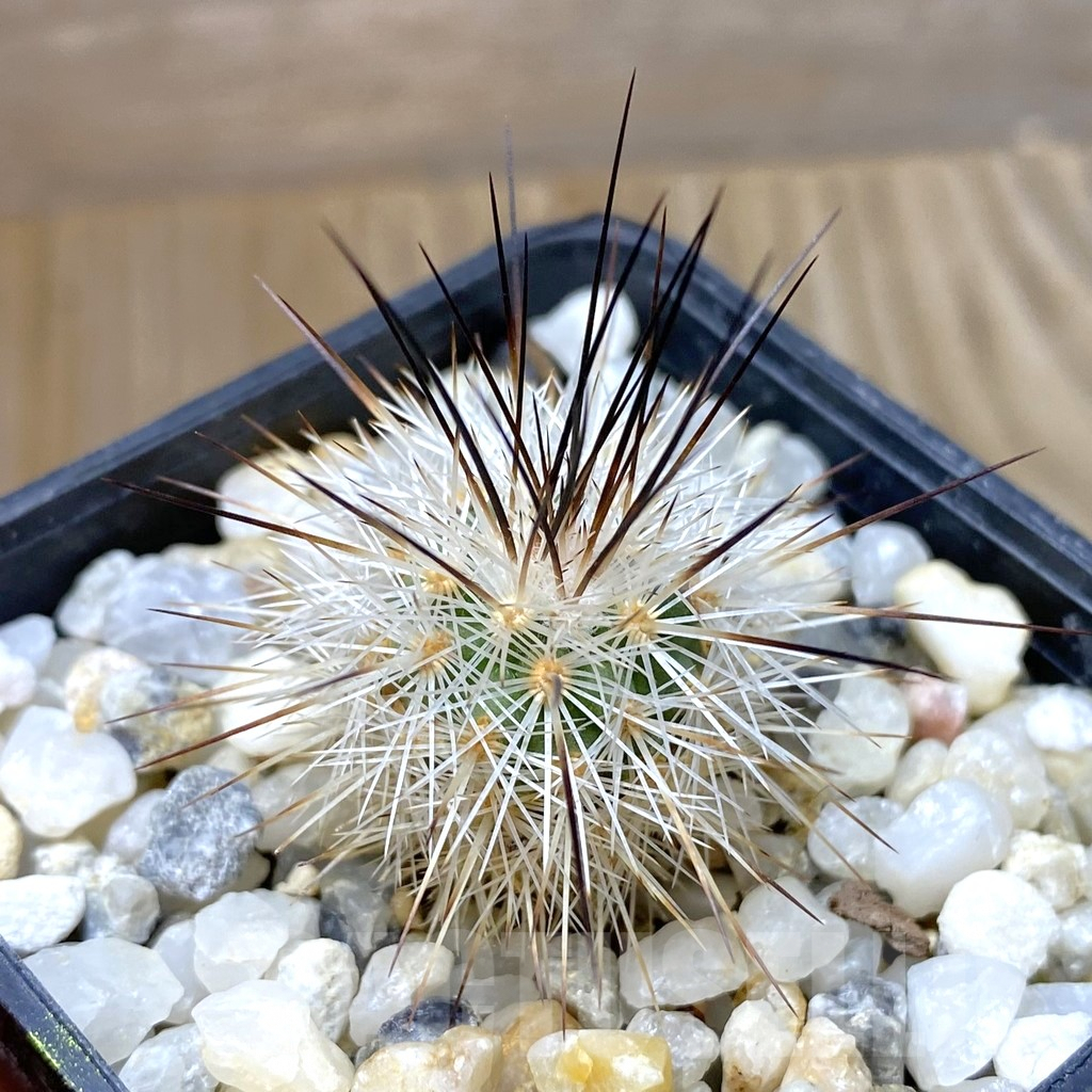 SHPR41844 Gymnocactus viereckii