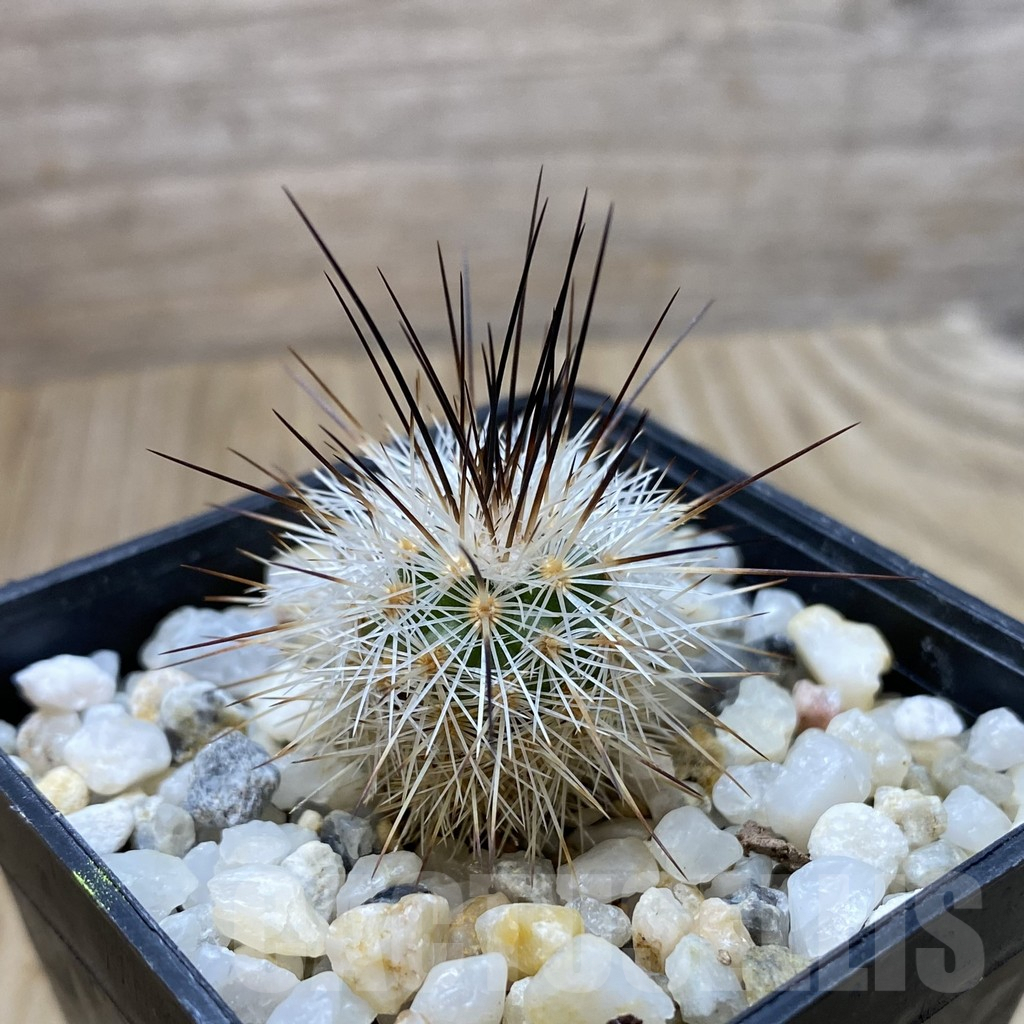 SHPR41844 Gymnocactus viereckii - Image 2