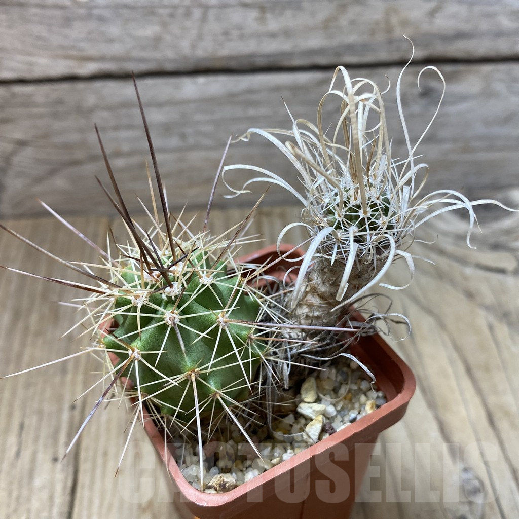 SHPR41845 Toumeya papyracantha SB 504, grafted - Imagen 2