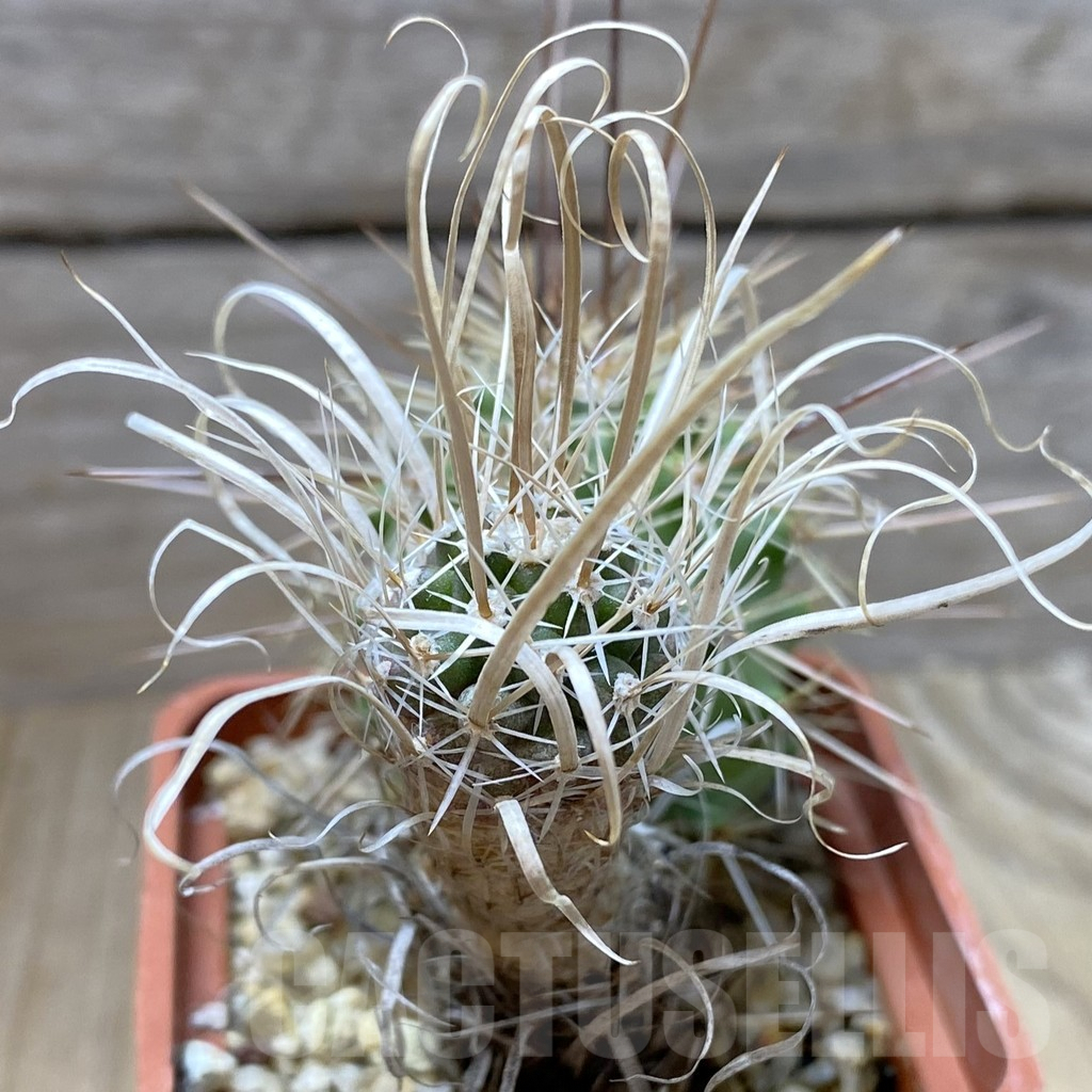 SHPR41845 Toumeya papyracantha SB 504, grafted