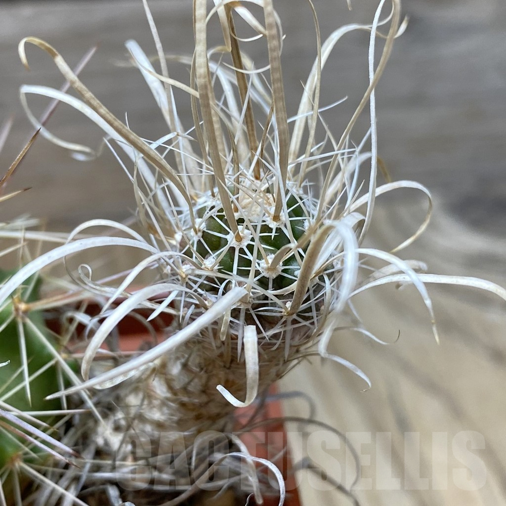 SHPR41845 Toumeya papyracantha SB 504, grafted - Imagen 3