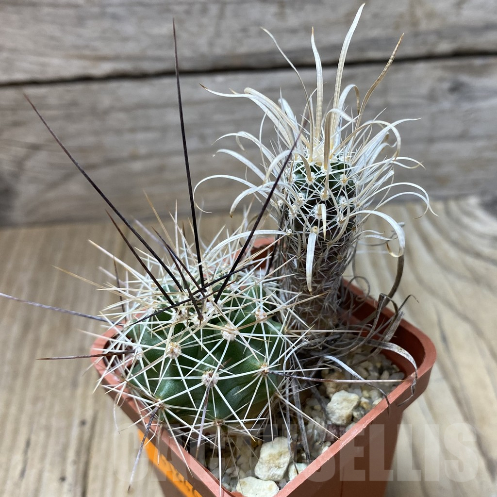 SHPR41846 Toumeya papyracantha SB 504, grafted - Image 2