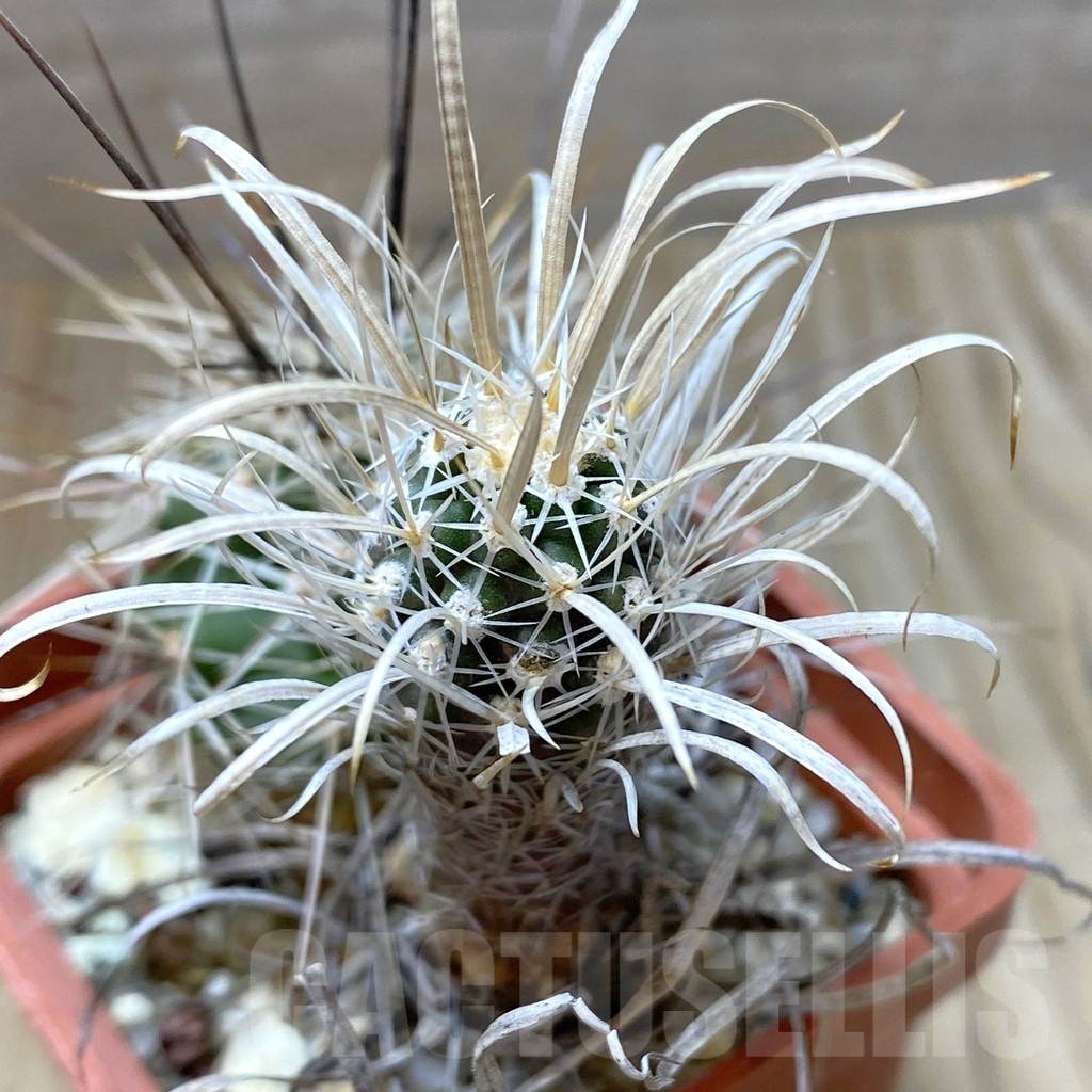 SHPR41846 Toumeya papyracantha SB 504, grafted