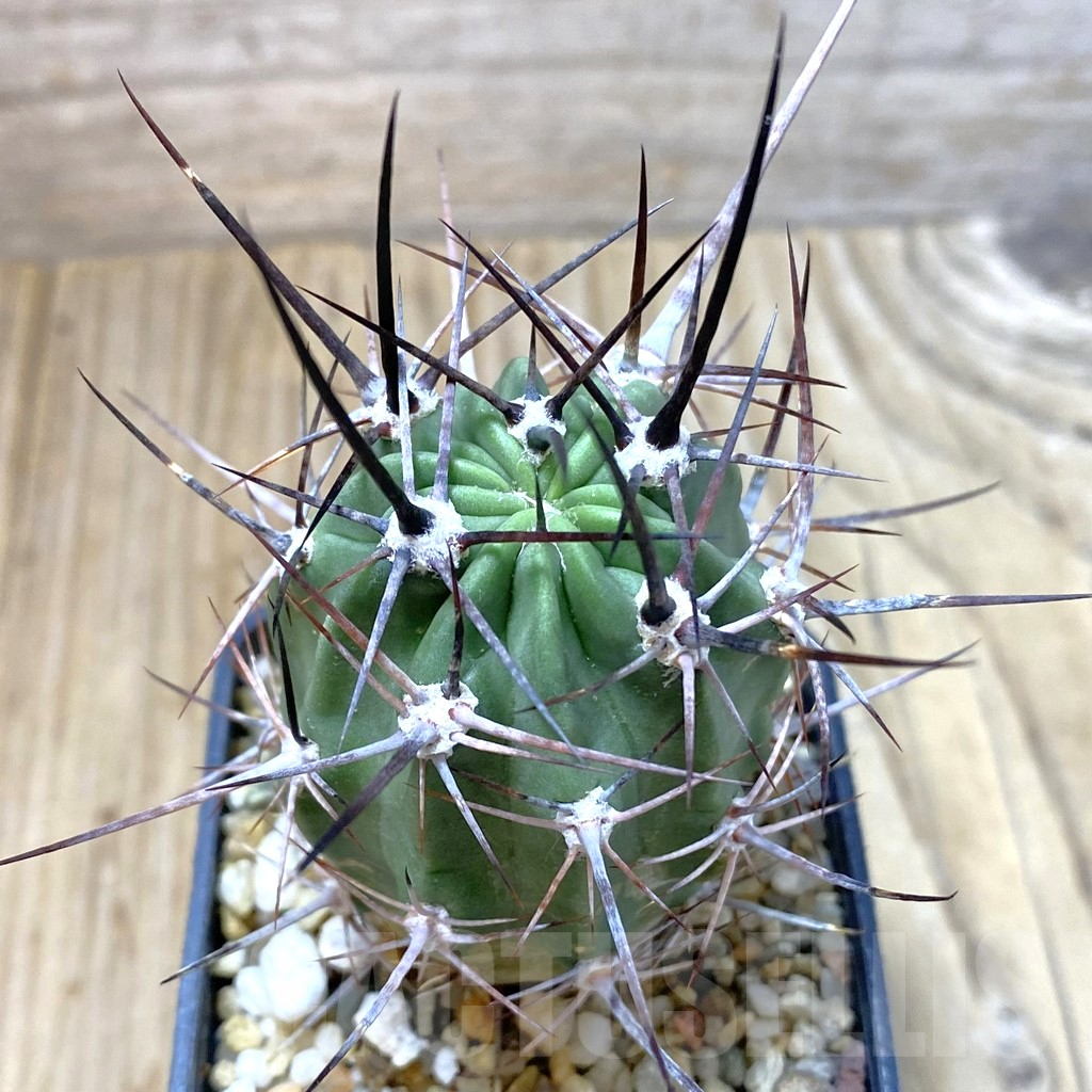 SHPR41793 Lobivia ferox v. longispina