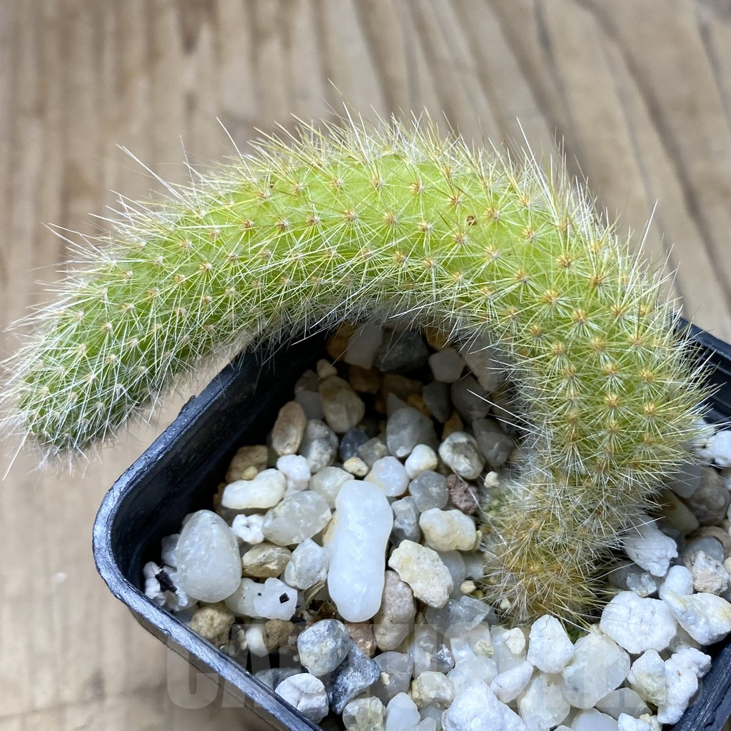 SHPR41787 Hildewintera colademononis, seedling