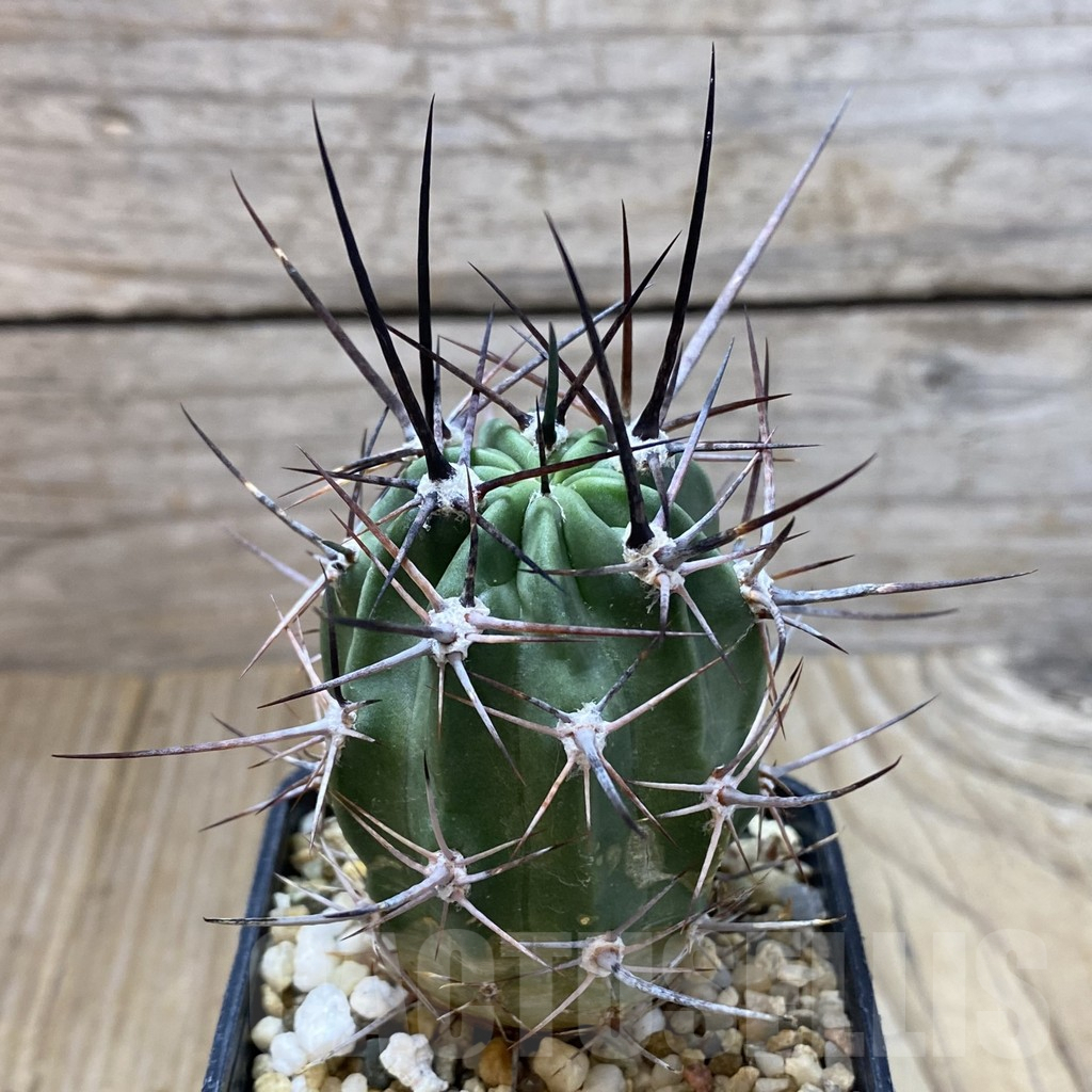 SHPR41793 Lobivia ferox v. longispina - Obrázek 2