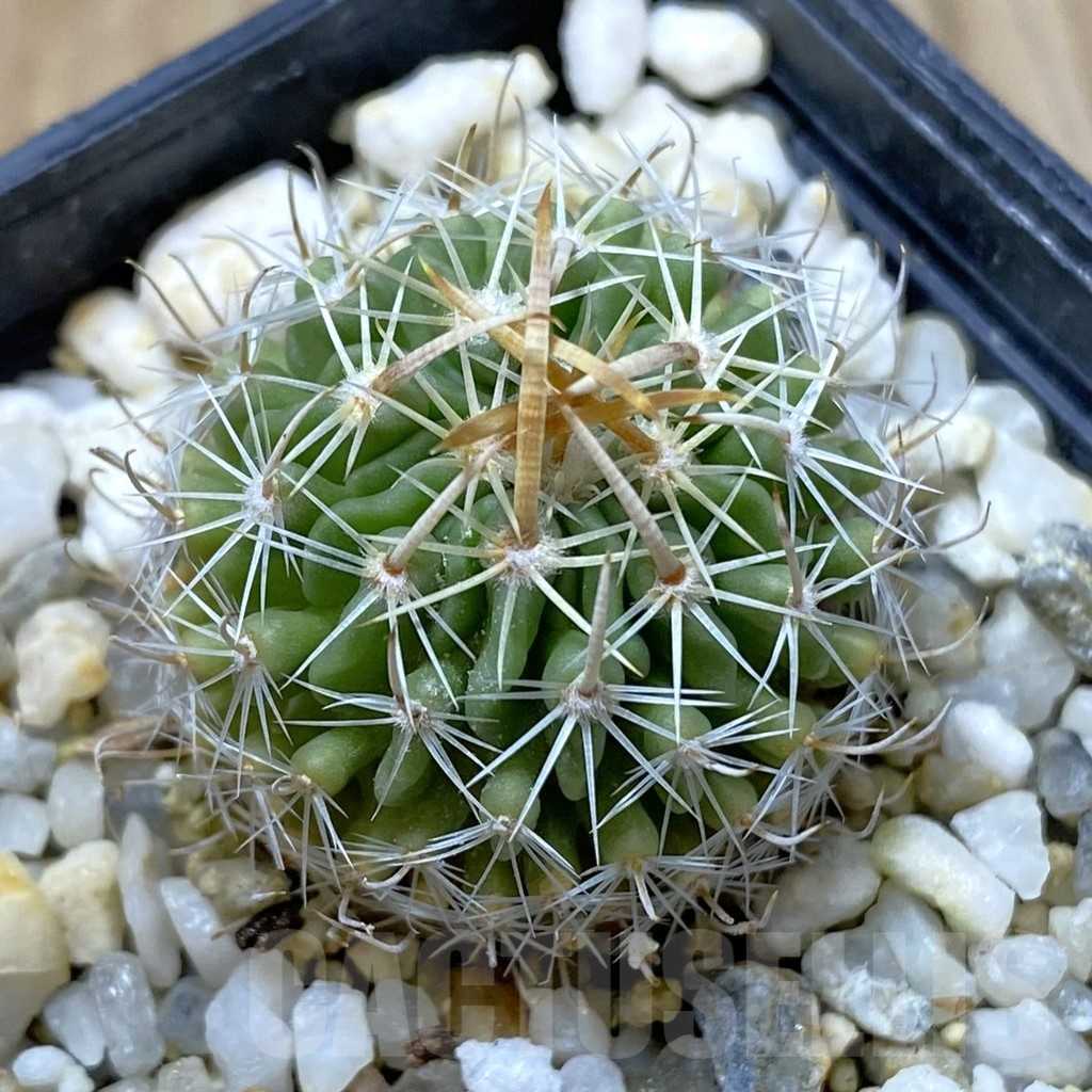 SHPR41794 Echinofossulocactus sp. Nova KMR 10