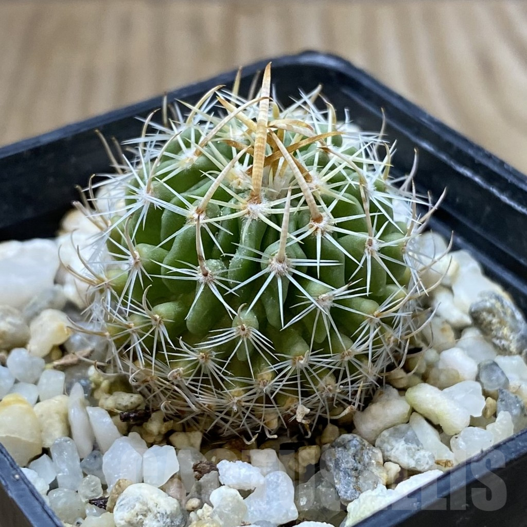 SHPR41794 Echinofossulocactus sp. Nova KMR 10 - Image 2