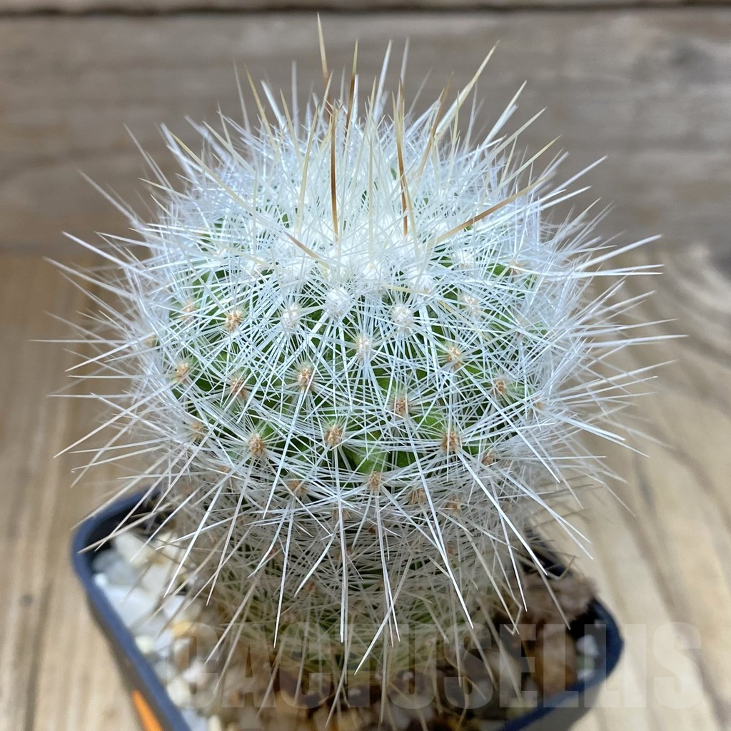 SHPR41796 Thelocactus macdowellii CSD 192