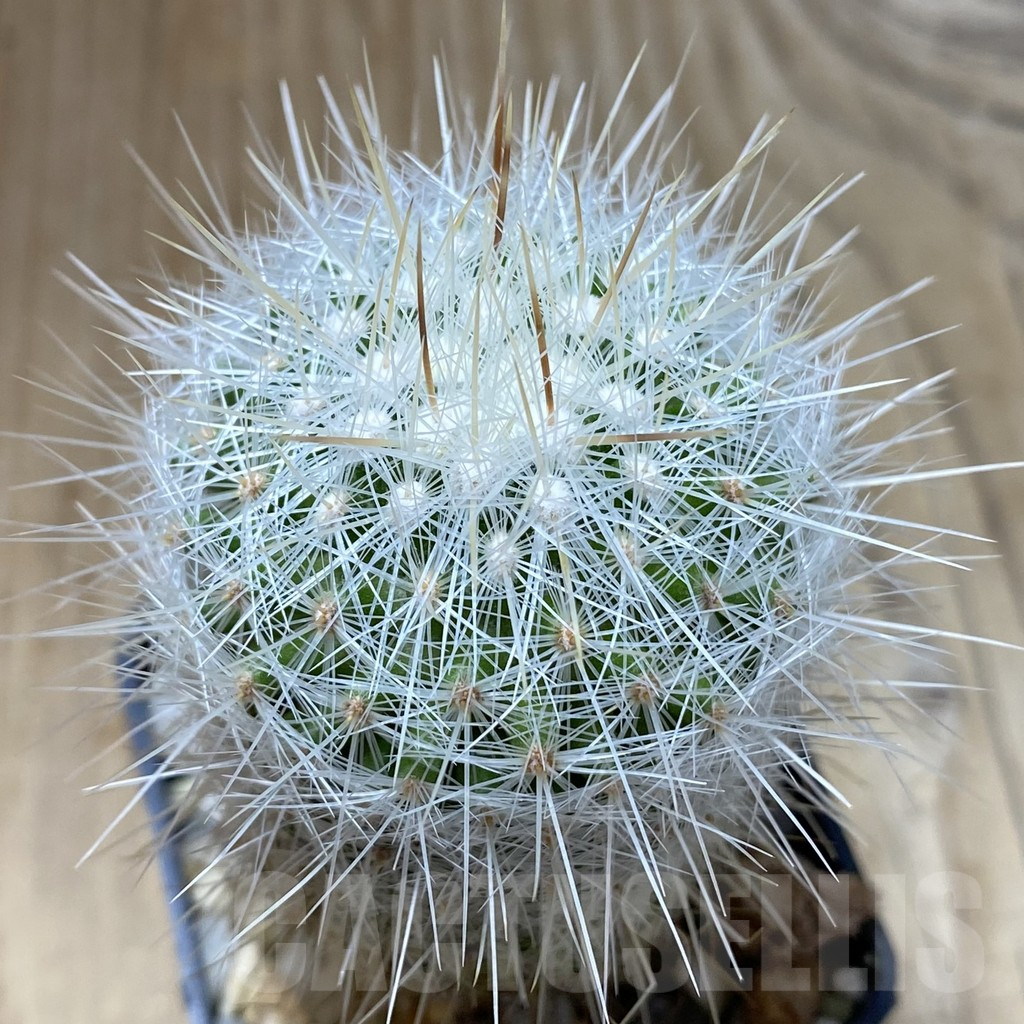 SHPR41796 Thelocactus macdowellii CSD 192 - Imagen 2