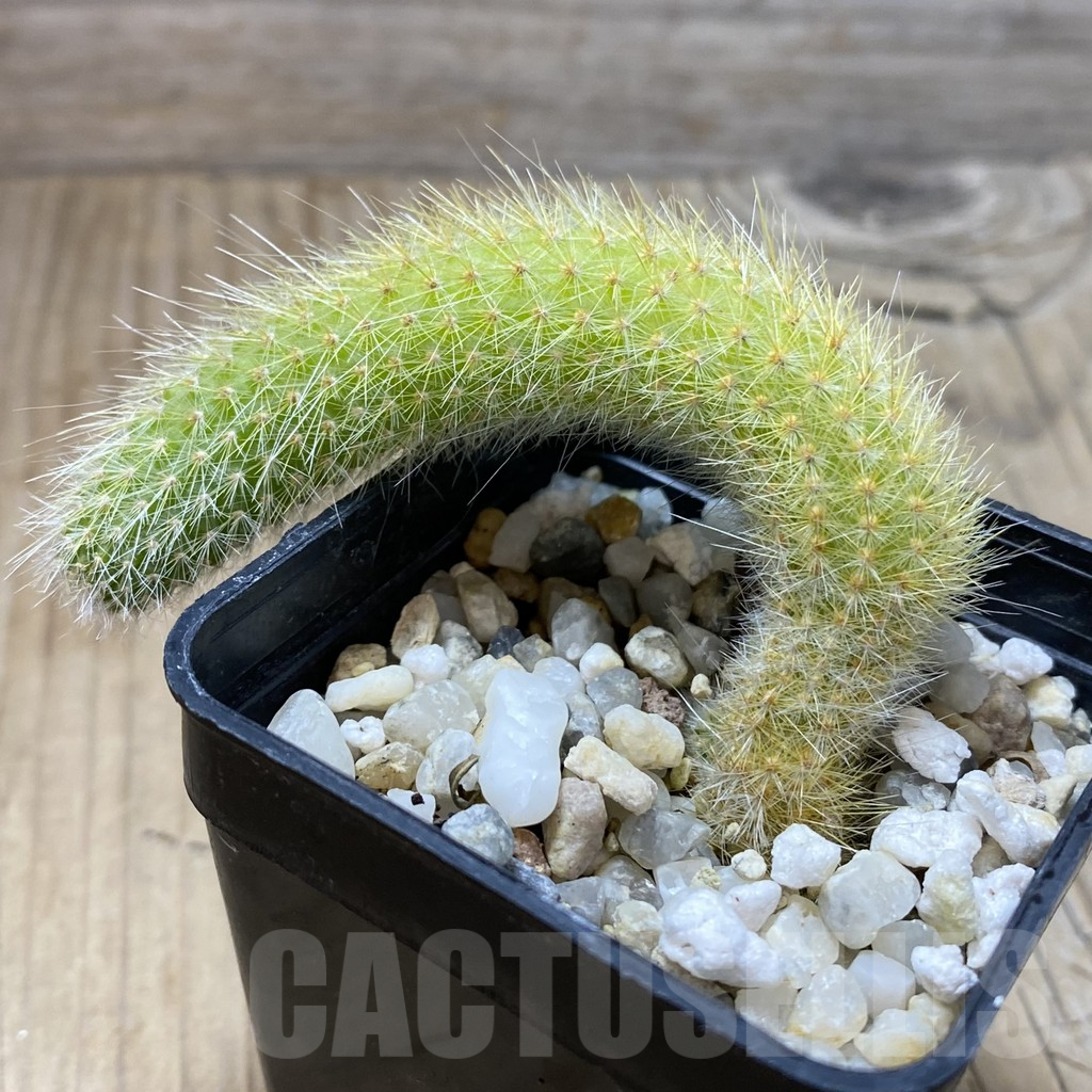 SHPR41787 Hildewintera colademononis, seedling - Image 2