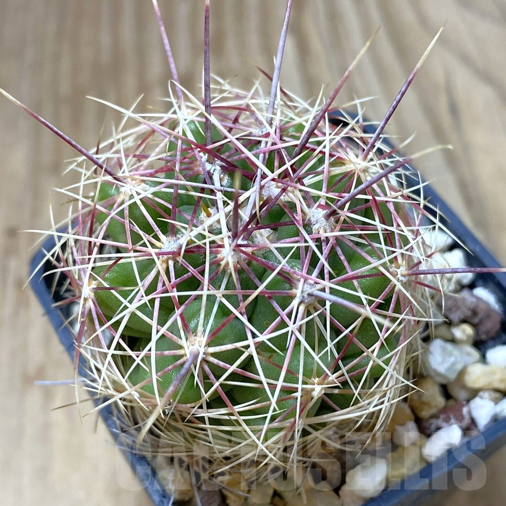 SHPR41797 Thelocactus bicolor