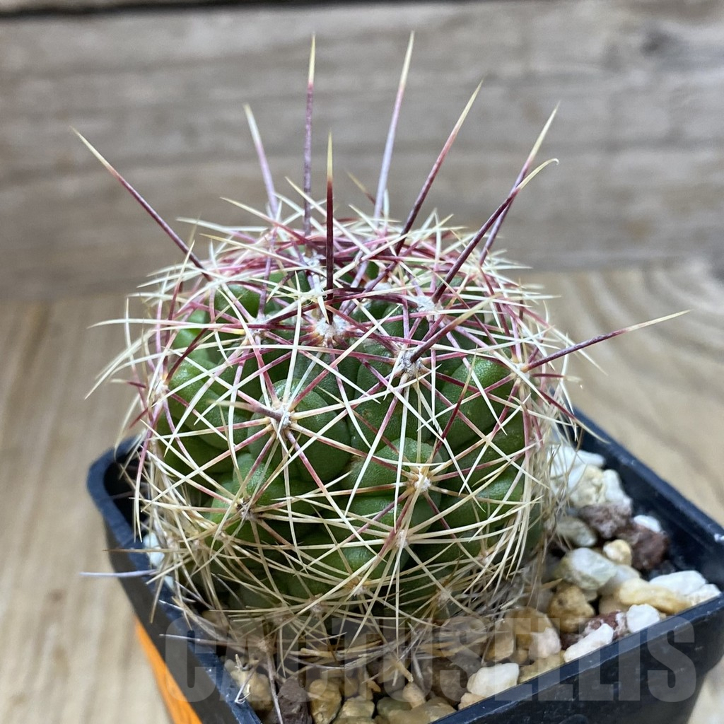 SHPR41797 Thelocactus bicolor - 画像 (2)