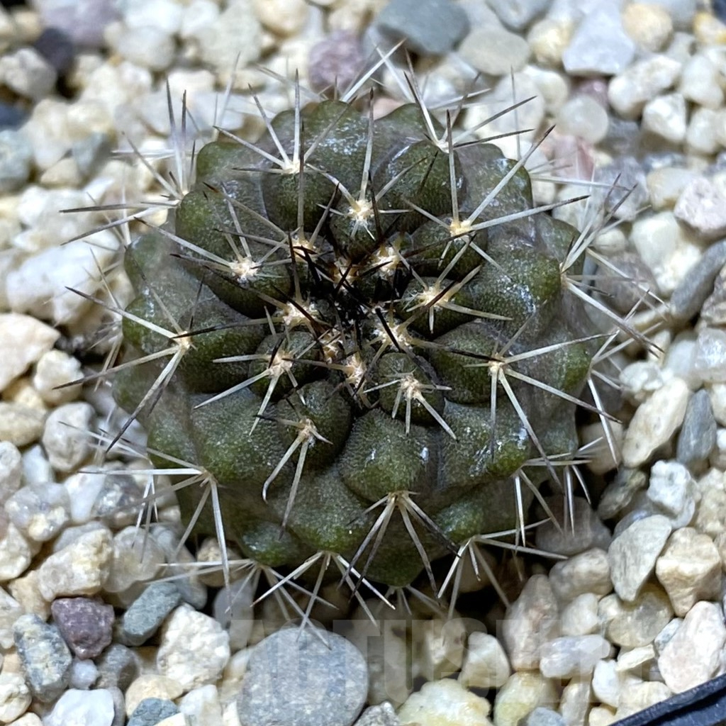 SHPR41799 Copiapoa marginata