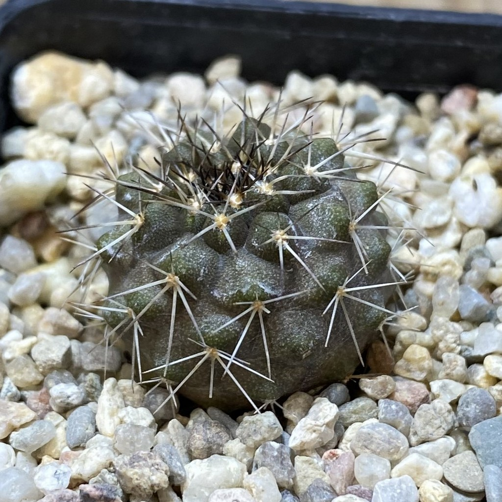 SHPR41799 Copiapoa marginata - Image 2