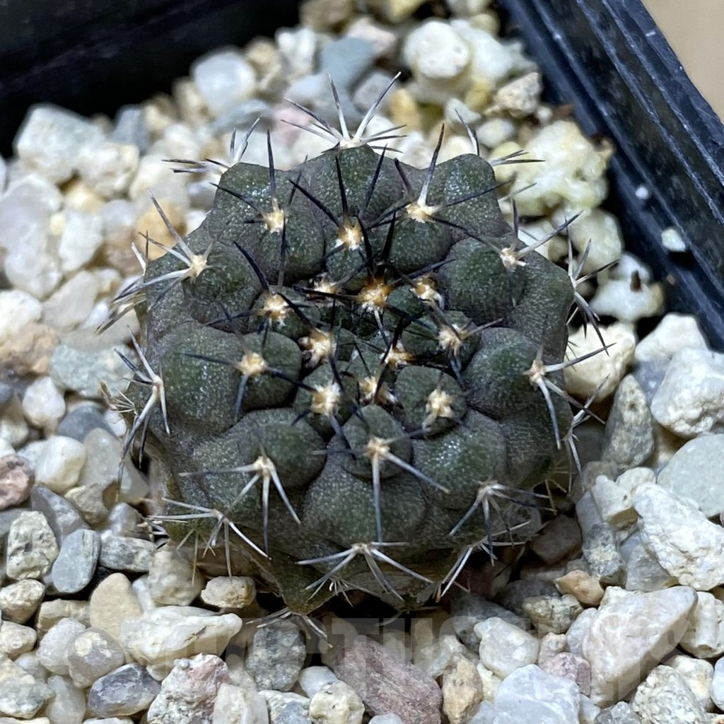 SHPR41800 Copiapoa marginata