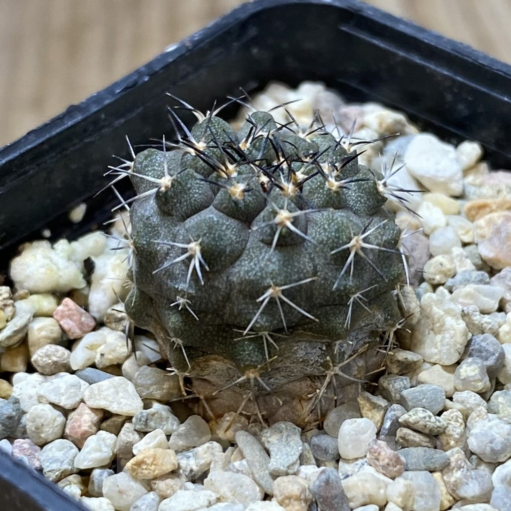 SHPR41800 Copiapoa marginata - immagine 2