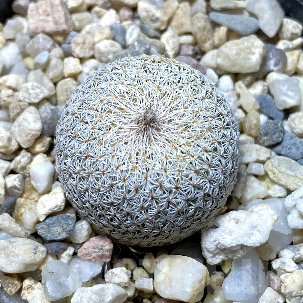 SHPR41804 Epithelantha micromeris PM 166