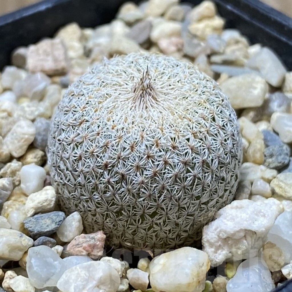 SHPR41804 Epithelantha micromeris PM 166 - Obrázek 2