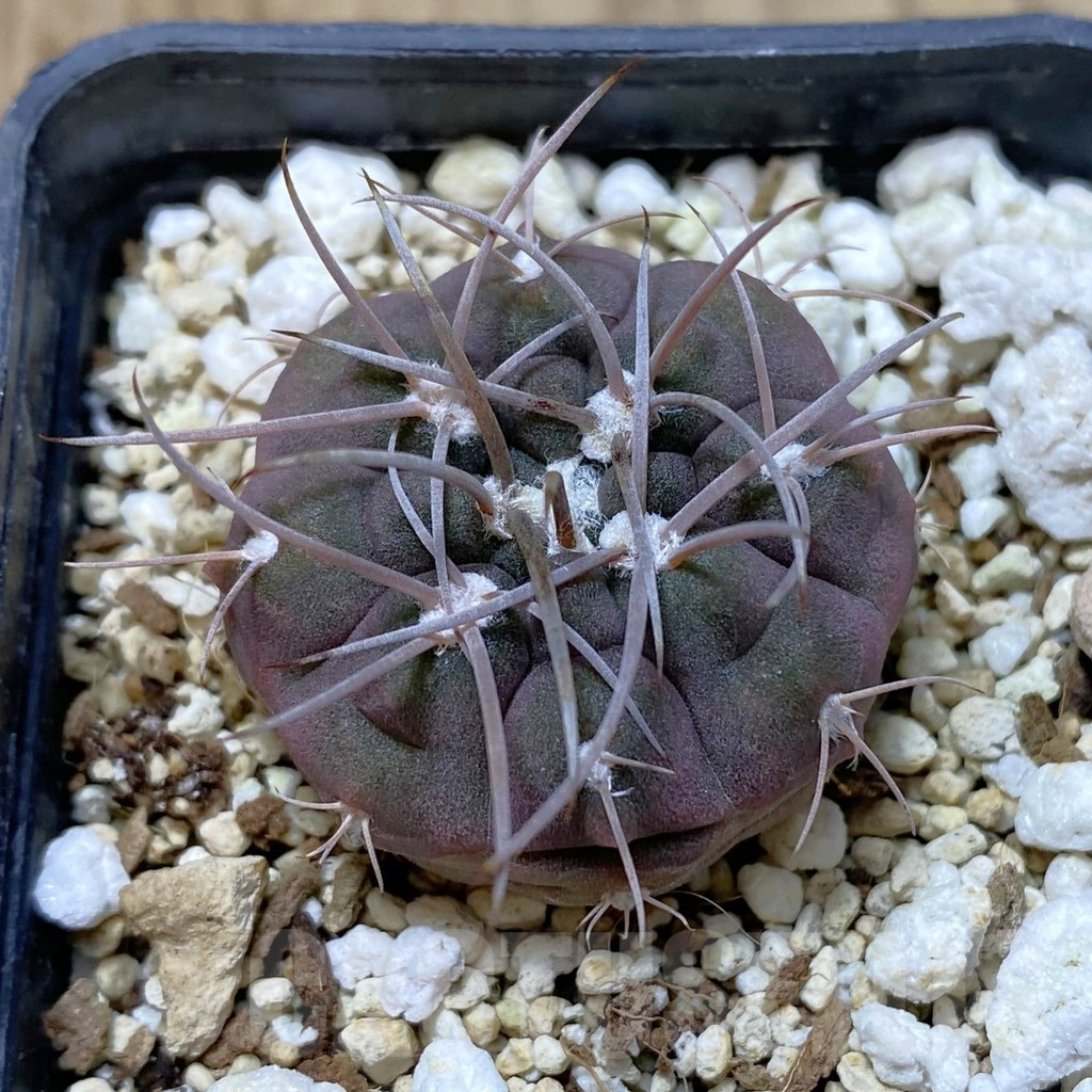 SHPR41807 Gymnocalycium mazanense VG 660