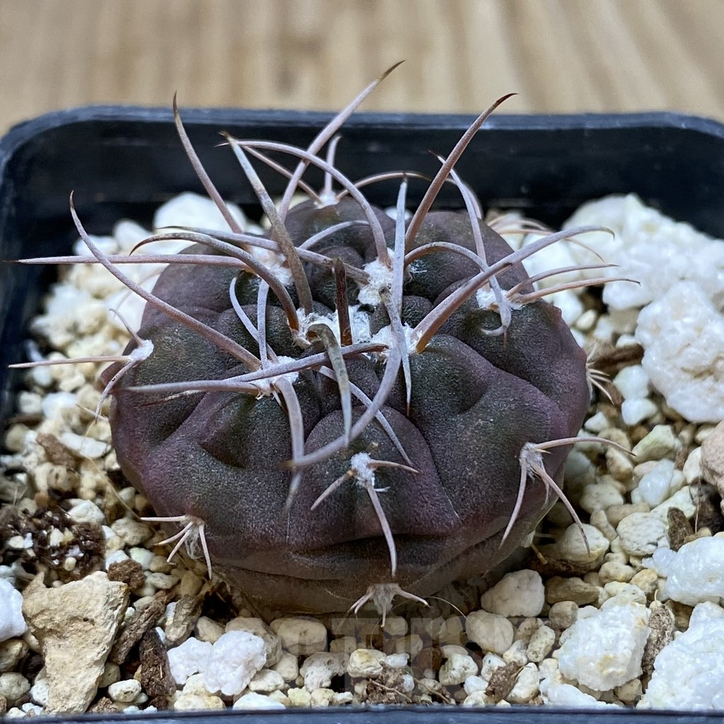 SHPR41807 Gymnocalycium mazanense VG 660 - immagine 2