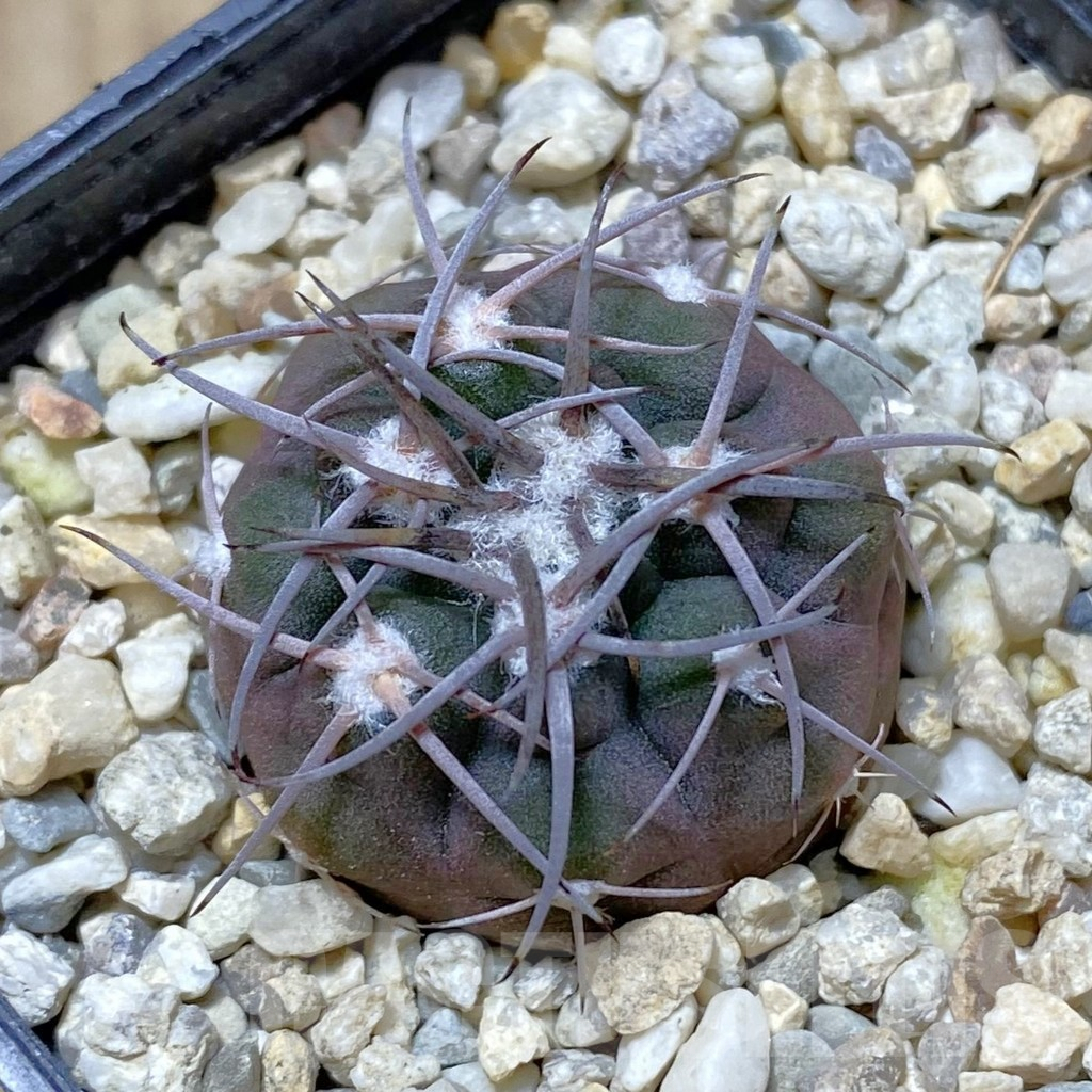 SHPR41808 Gymnocalycium mazanense VG 660