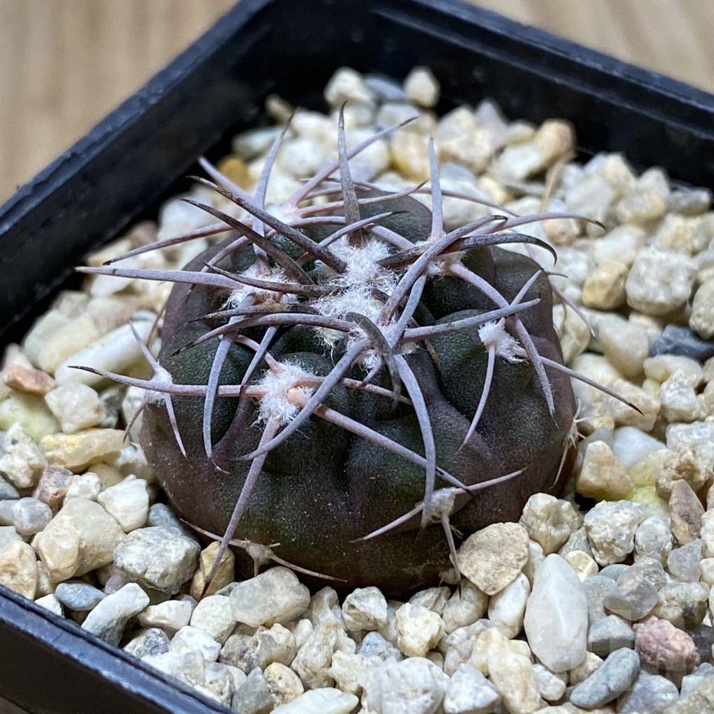 SHPR41808 Gymnocalycium mazanense VG 660 - 画像 (2)