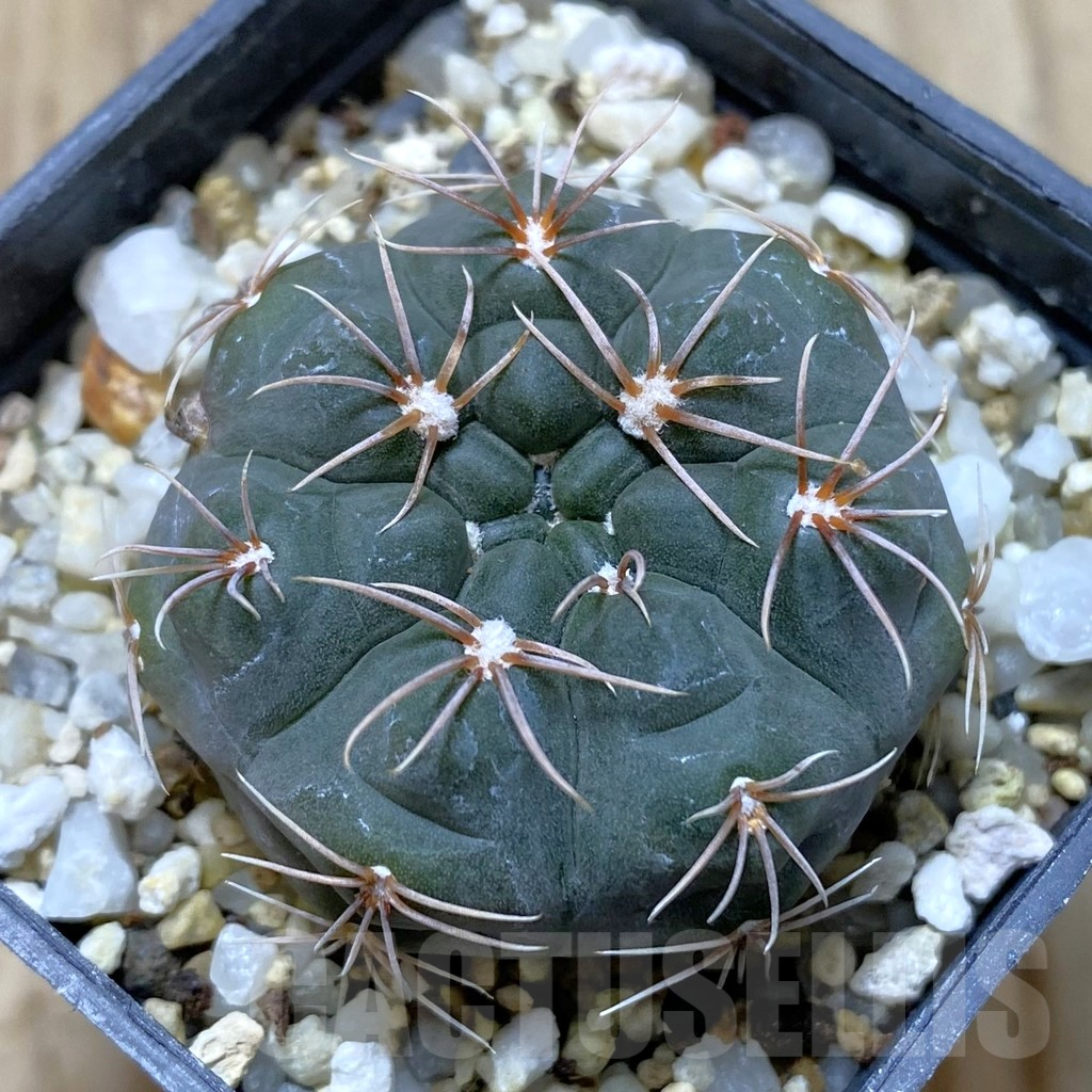 SHPR41812 Gymnocalycium fischeri MM 610