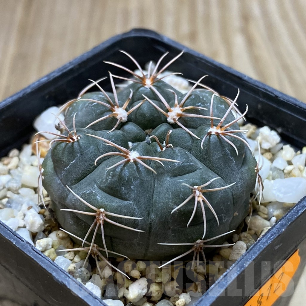 SHPR41812 Gymnocalycium fischeri MM 610 – Bild 2