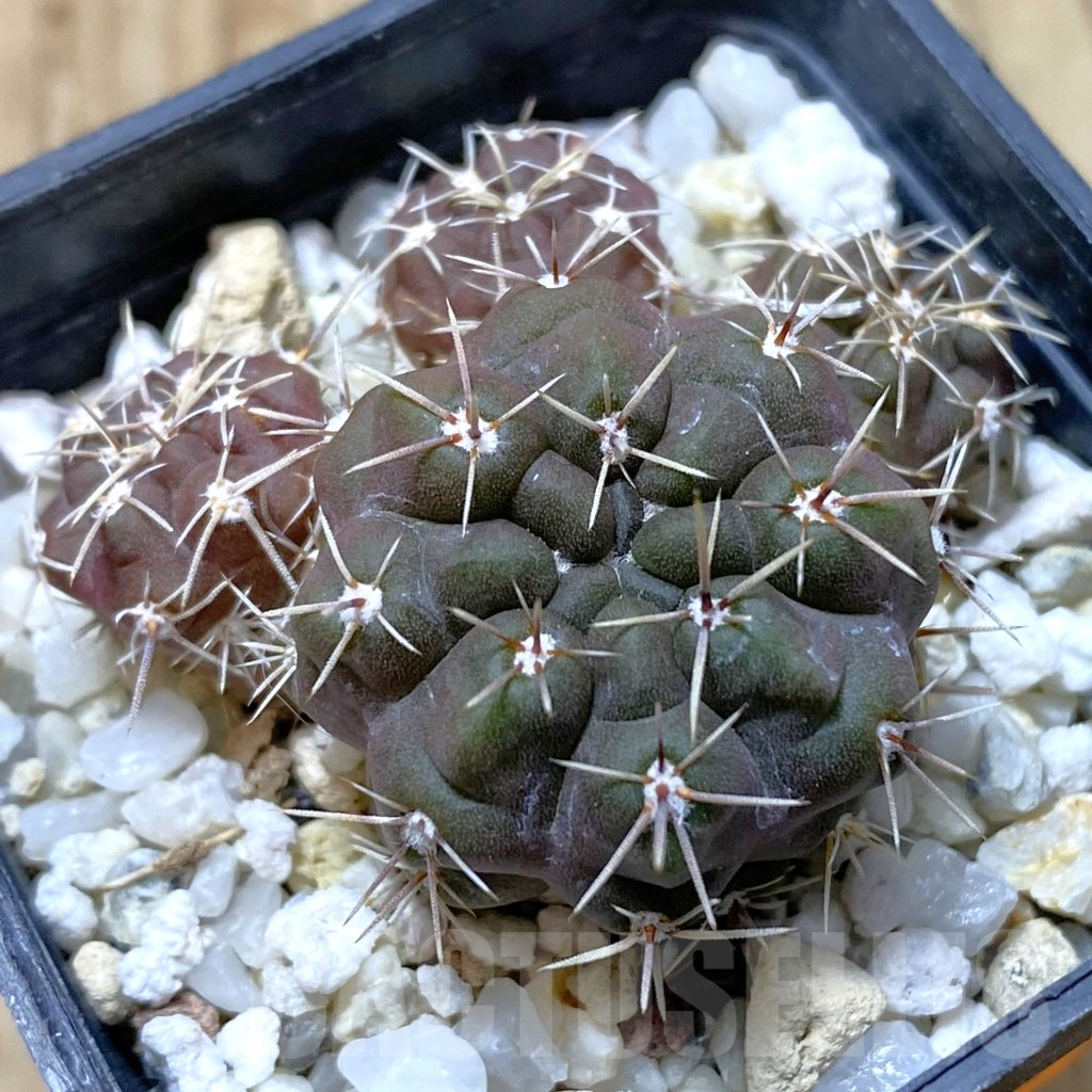 SHPR41816 Gymnocalycium gibbosum v. nobile