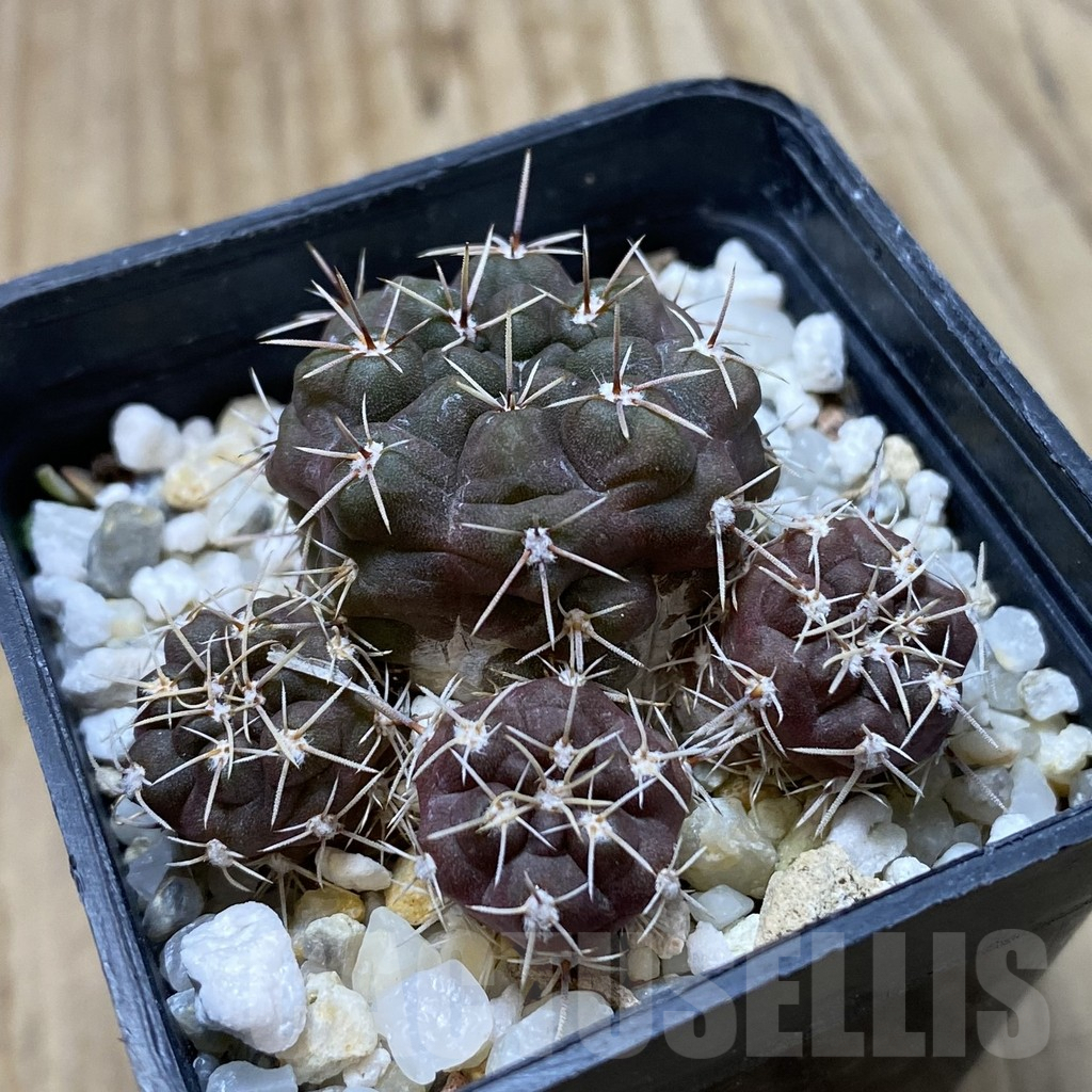 SHPR41816 Gymnocalycium gibbosum v. nobile – Bild 2