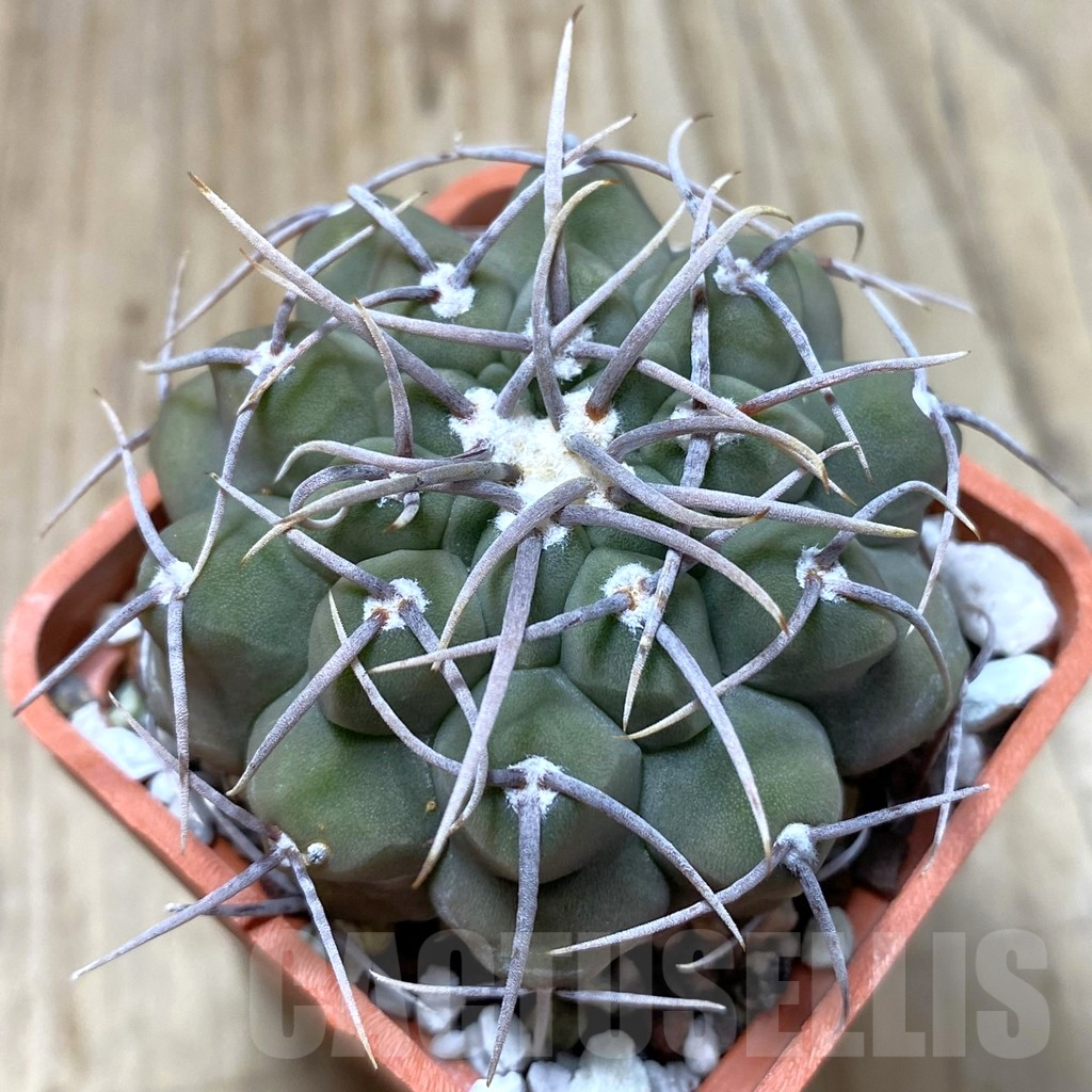 SHPR41819 Gymnocalycium vatteri, old 6 years