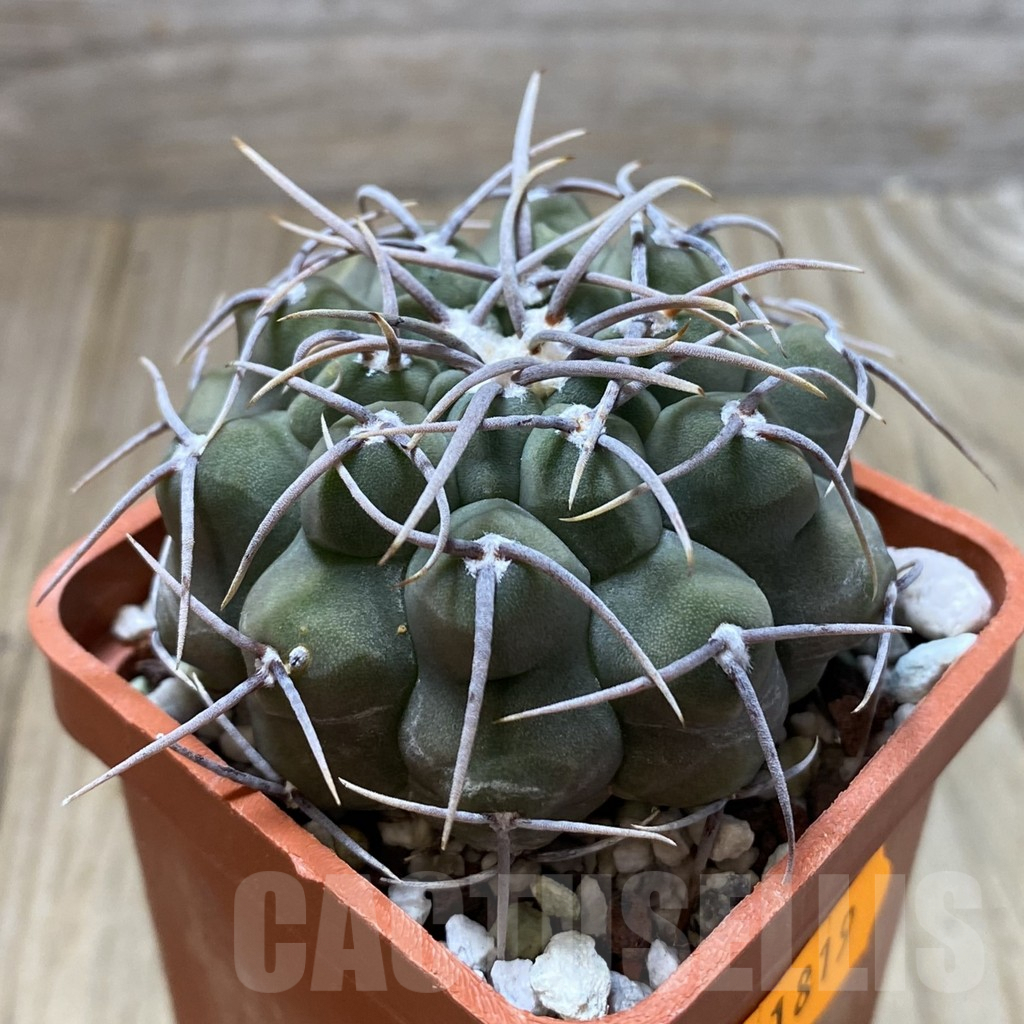 SHPR41819 Gymnocalycium vatteri, old 6 years – Bild 2