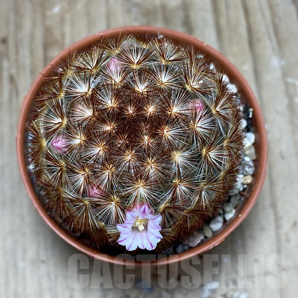 SH928 Mammillaria carmenae f. rubrispina hybrid - Image 2