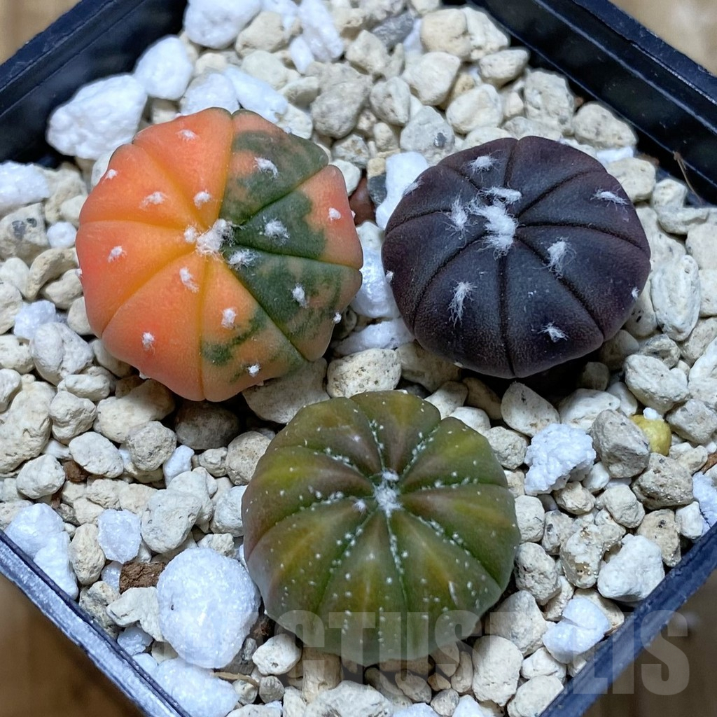 SH944 Astrophytum asterias ‘Red Purple Skin’ mix, 3 plants