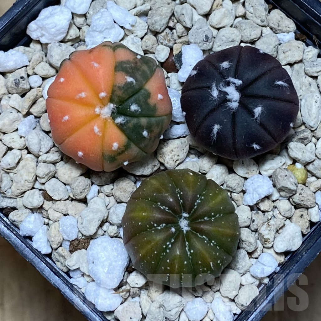 SH944 Astrophytum asterias ‘Red Purple Skin’ mix, 3 plants – Image 2