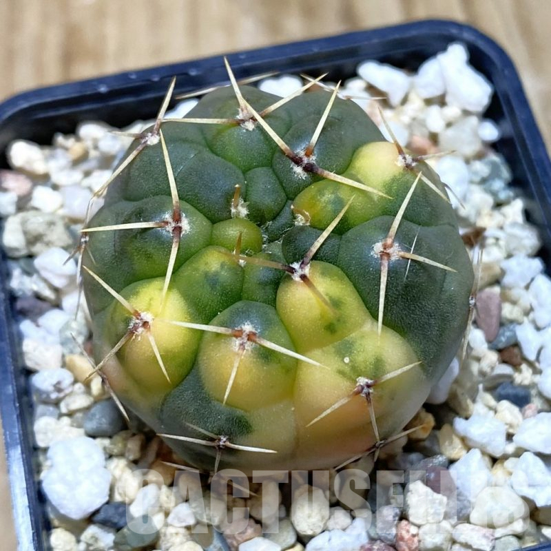 SH956 Gymnocalycium stellatum f. variegata, seedling