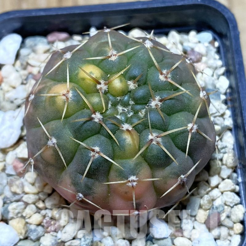 SH918 Gymnocalycium stellatum f. variegata, seedling