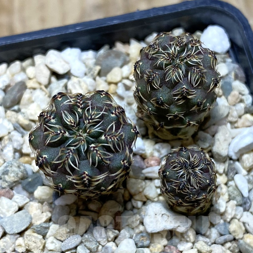SH978 Sulcorebutia tarabucoensis