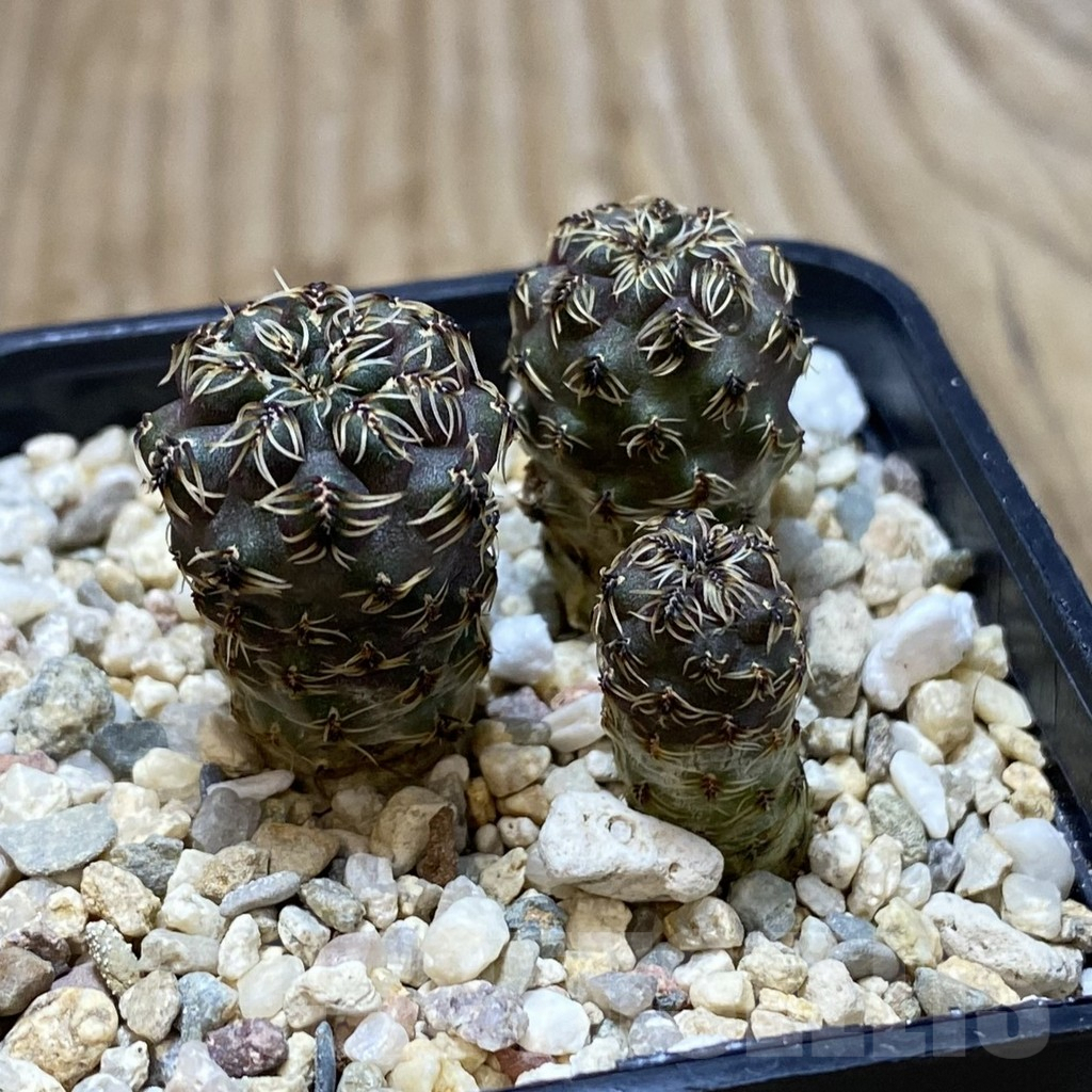 SH978 Sulcorebutia tarabucoensis - Imagen 2