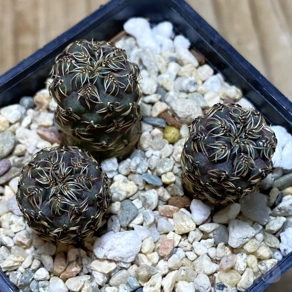 SH983 Sulcorebutia tarabucoensis