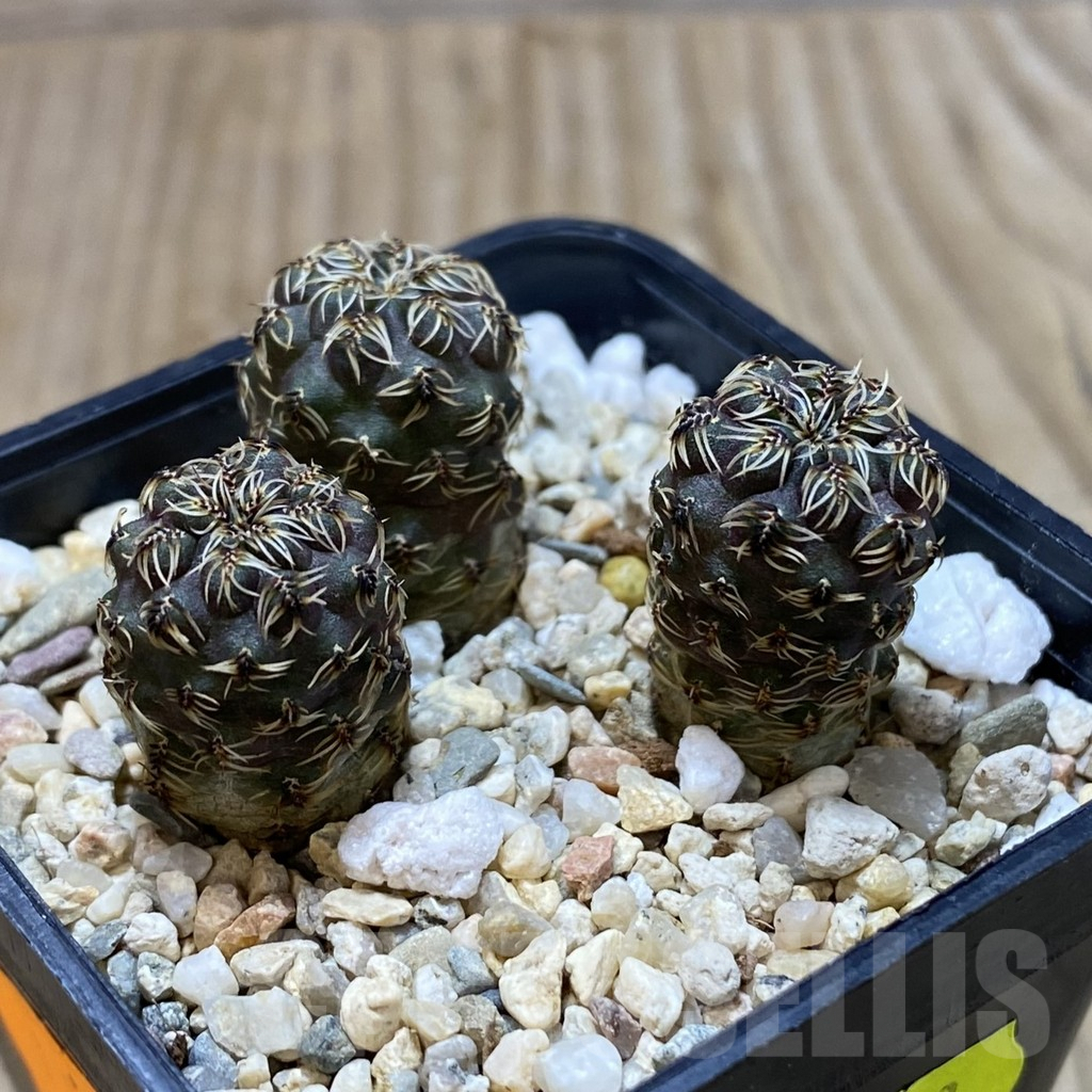 SH983 Sulcorebutia tarabucoensis - immagine 2